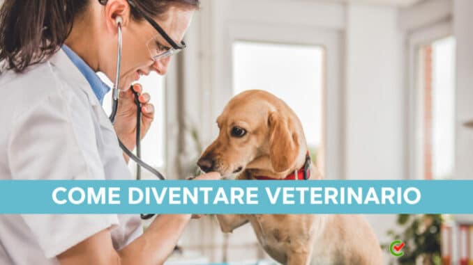 Come diventare Veterinario - Il percorso da intraprendere