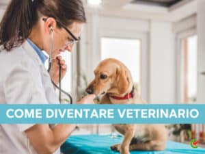 Come diventare veterinario