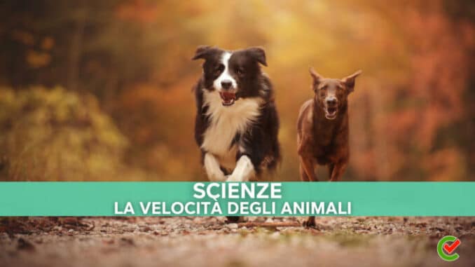 Quiz e nozioni sulla velocità degli animali nel glossario di Concorsando.it!