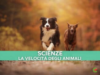 La velocità degli animali