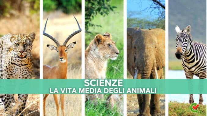 Quiz e nozioni sulla Vita media degli Animali
